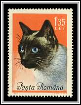 Siamese Cat