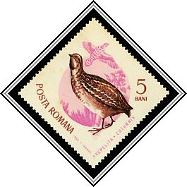 European Quail