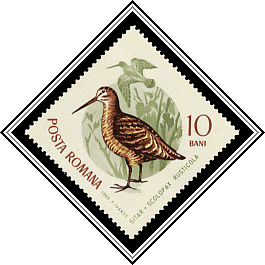 Eurasian Woodcock