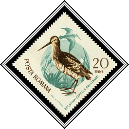 Eurasian Snipe