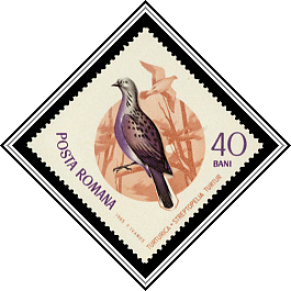 Turtle Dove