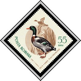 Mallard