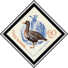 White-fronted Goose