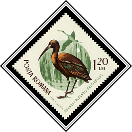 Glossy Ibis