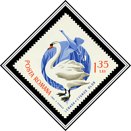 Mute Swan