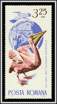 Great White Pelican