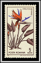 Strelitzia Reginae
