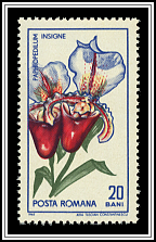Paphiopedilum Insigne