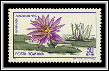 Nymphaea Zanzibariensis