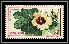 Gossypium Arboreum