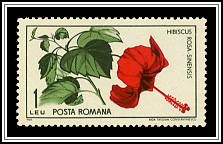 Hibiscus Rosa-sinensis