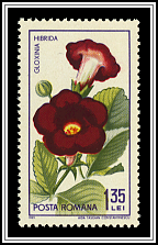 Gloxinia