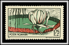 Victoria Amazonica