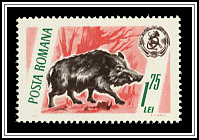 Wild Boar & Emblem
