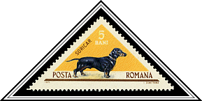Dachshund