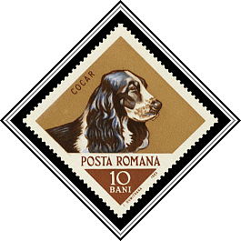 Cocker Spaniel