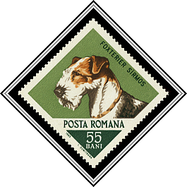 Fox Terrier