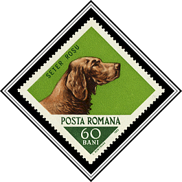 Irish Setter