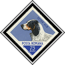 English Setter
