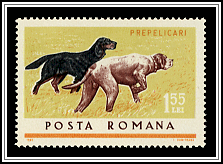 Setter & Pointer