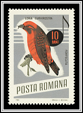 Loxia Curvirostra