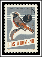 Phoenicurus Phoenicurus