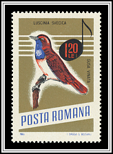 Luscinia Svecica