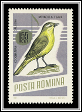 Motacilla Flava