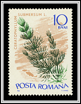 Ceratophyllum Submersum