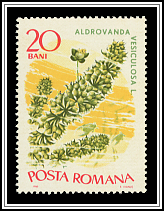 Aldovandra Vesacolusa