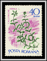 Callitreche Verna