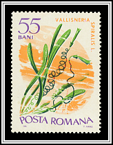 Vallisneria Spiralis