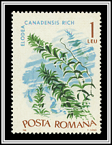 Elodea Caledensis