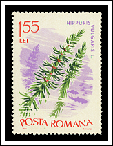 Hippuris Vulgaris