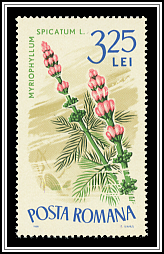 Myriophyllum Spicatum