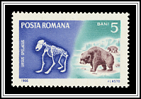 Ursus Spelaeus