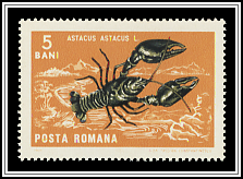 Astacus Astacus
