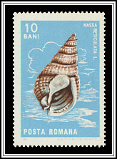 Nassa Reticulata