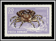 Pachygrapsus Marmoratus