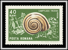 Campylaea Trizona