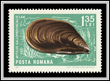 Mytilus Galloprovincialis