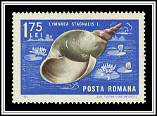 Lymnaea Stagnalis
