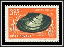 Anodonta Cygnea