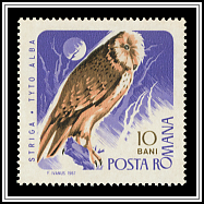 Tyto Alba