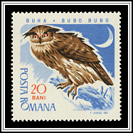 Bubo Bubo