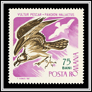 Pandion Haliaetus