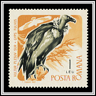 Gyps Fulvus