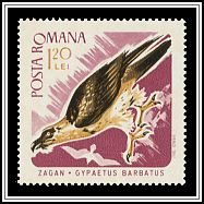 Gypaetus Barbatus