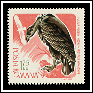 Aegypius Monachus