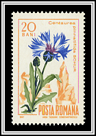Centaurea Pinnatifida